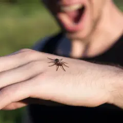 Pajęczak na dłoni wywołuje u mężczyzny panikę i krzyki, klasyczny objaw arachnofobii.