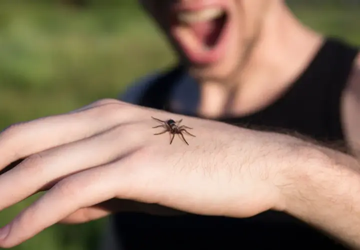 Pajęczak na dłoni wywołuje u mężczyzny panikę i krzyki, klasyczny objaw arachnofobii.