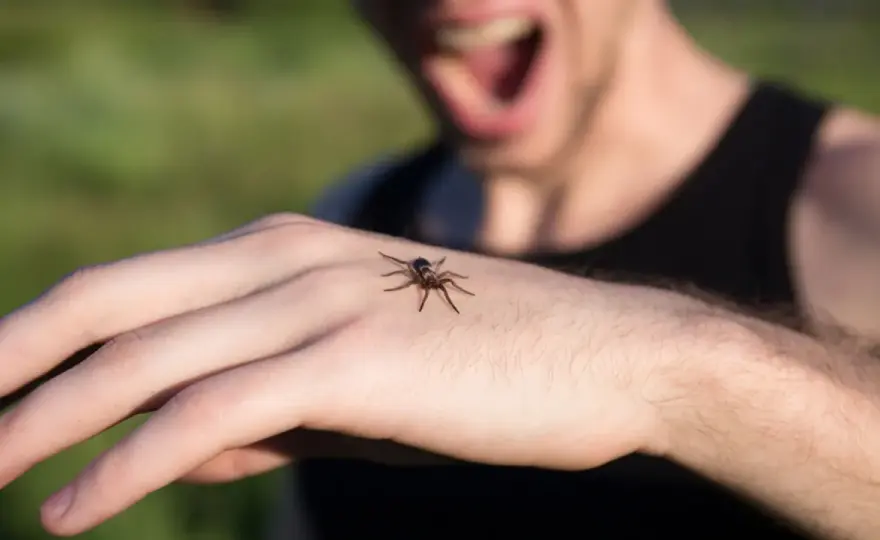 Arachnofobia - Jak odróżnić niechęć od fobii i skutecznie ją pokonać?