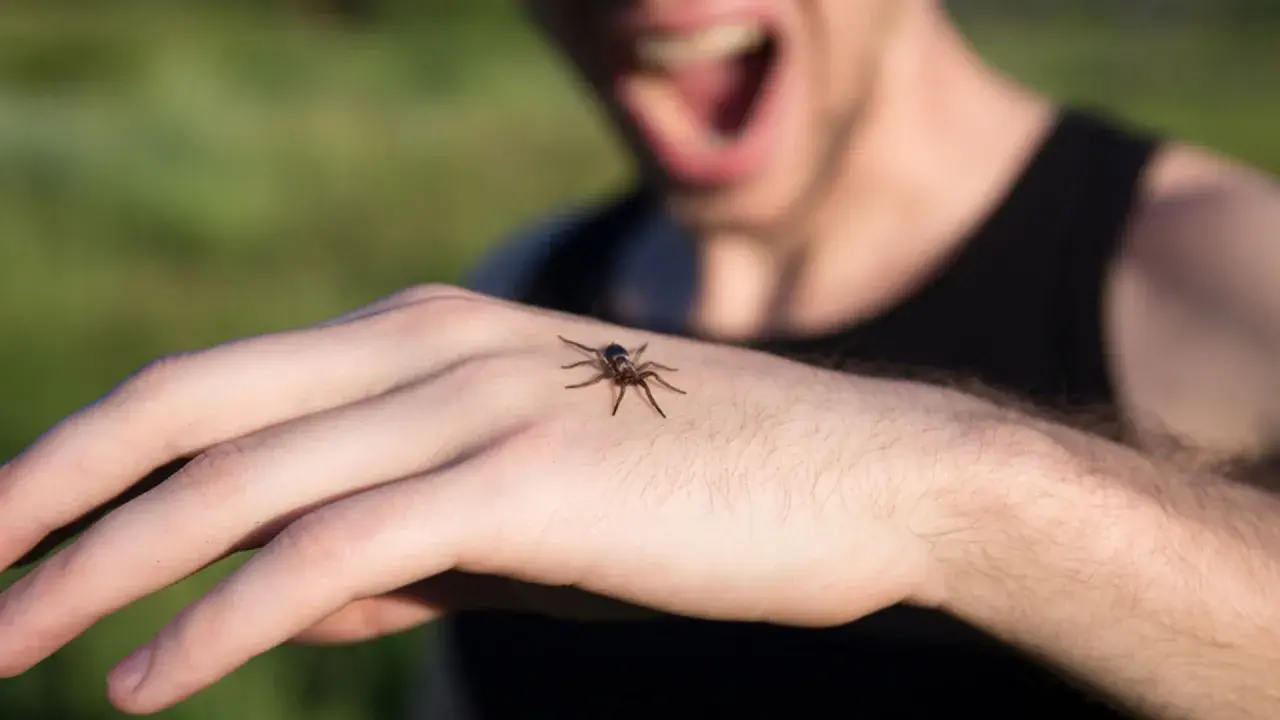 Pajęczak na dłoni wywołuje u mężczyzny panikę i krzyki, klasyczny objaw arachnofobii.