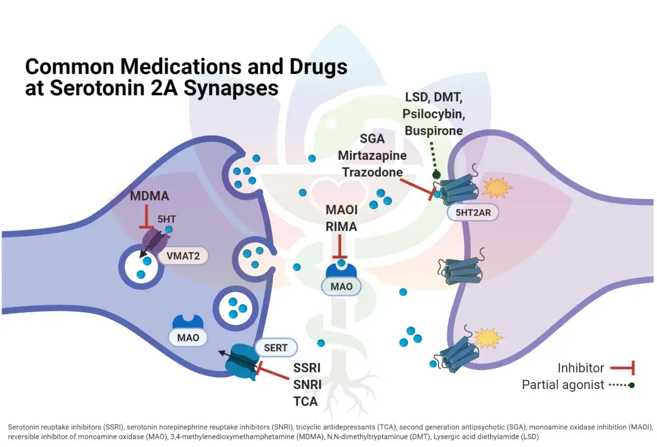 Schemat synapsy serotoninowej 2A. Trazodon, jako SGA, wpływa na receptory 5HT2AR.