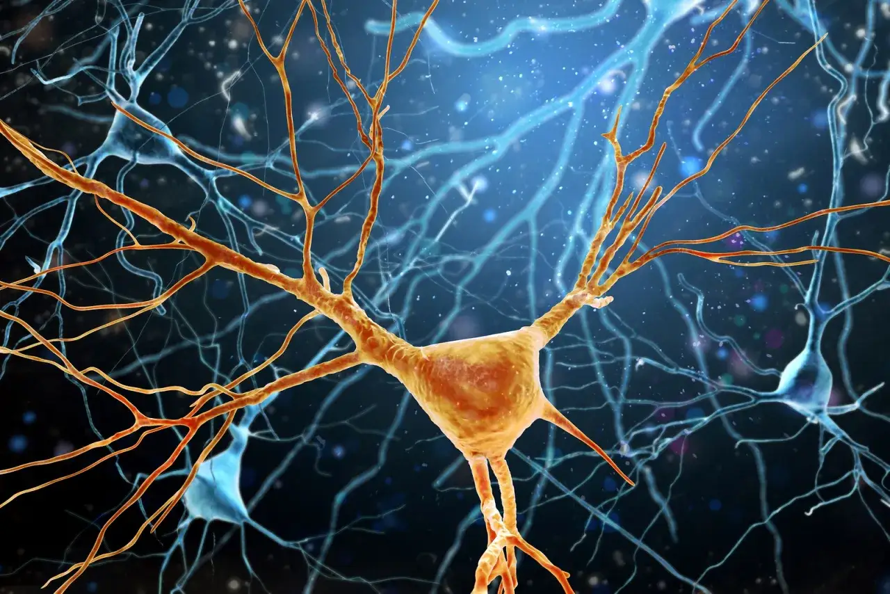 witamina D mózg neuroprzekaźniki